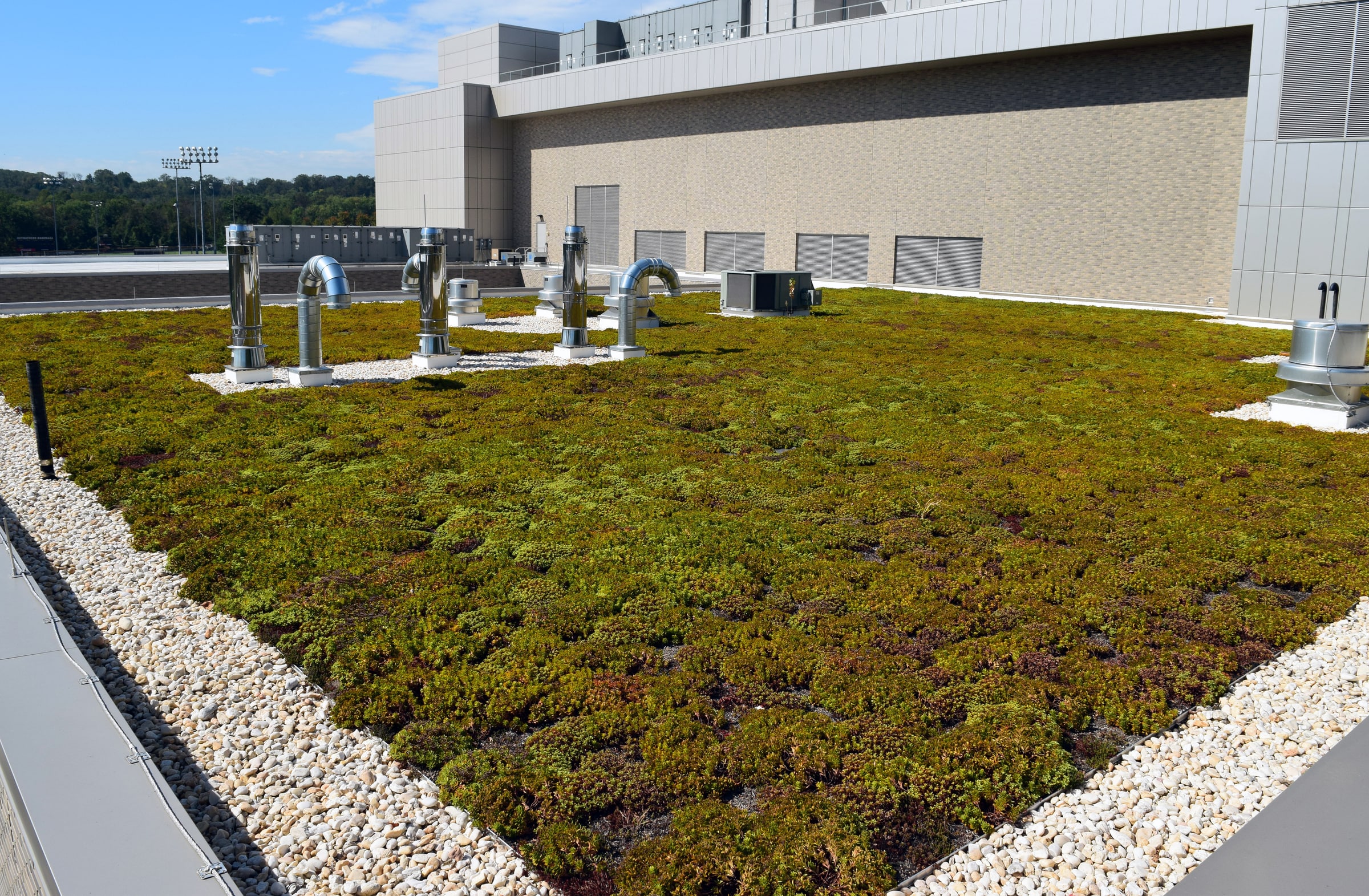 Green-roof vegetation